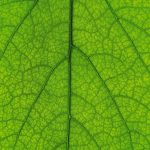 Close up of a green leaf