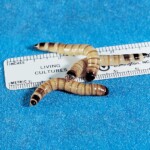 Superworms crawl over a ruler