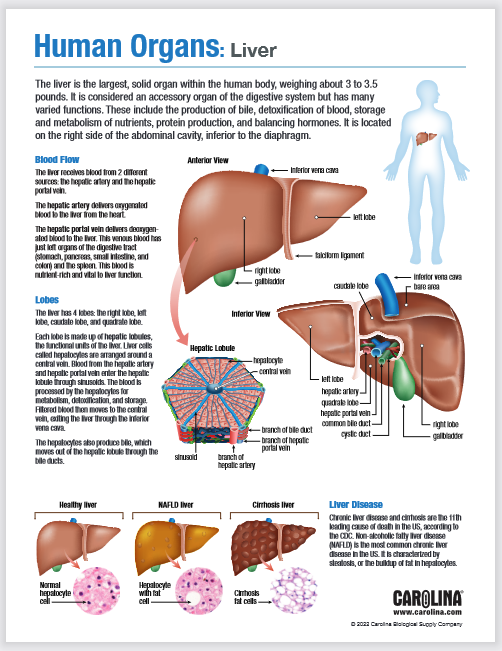 The liver is the largest, solid organ within the human body, weighing about 3 to 3.5 pounds. It is considered an accessory organ of the digestive system but has many varied functions. These include the production of bile, detoxification of blood, storage and metabolism of nutrients, protein production, and balancing hormones. It is located on the right side of the abdominal cavity, inferior to the diaphragm.