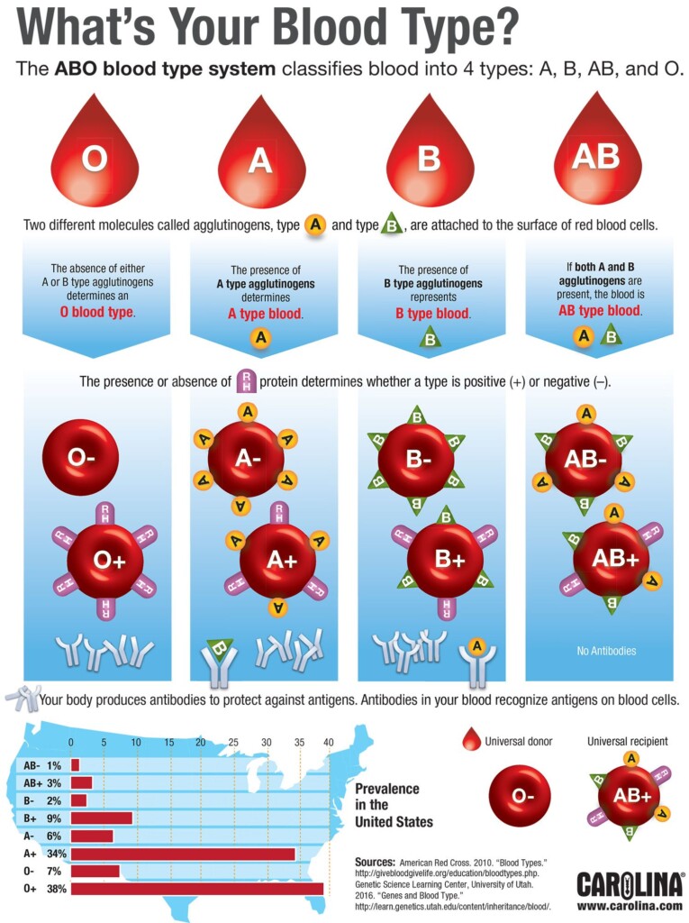 Infographic depicting the 4 blood types, A, B, O, and AB.