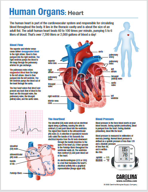 Heart infographic