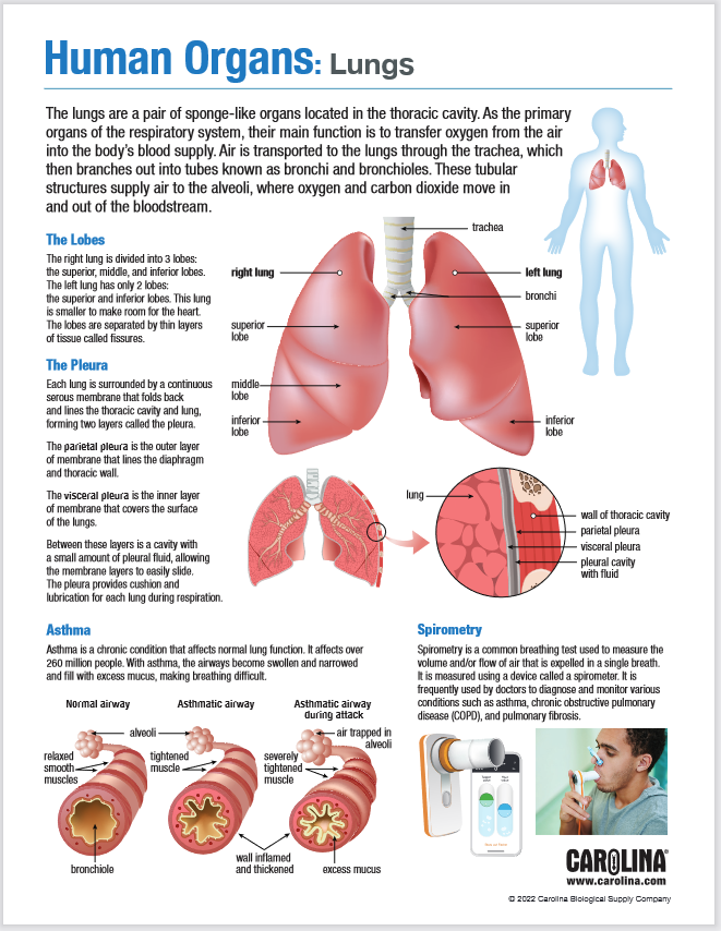 The lung is a pair of sponge-like organs located in the thoracic cavity. As the primary organs of the respiratory system, their main function is to transfer oxygen from the air into the body's blood supply.