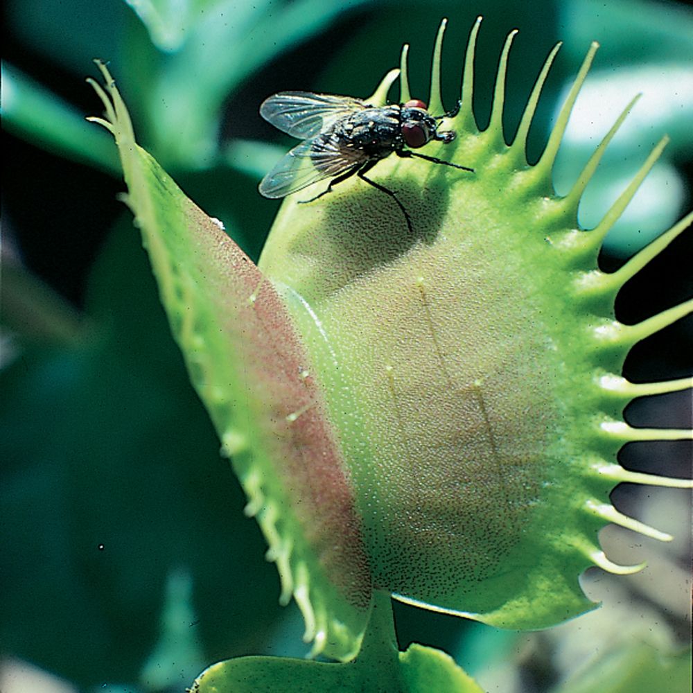 Venus Flytrap (Dionaea muscipula)