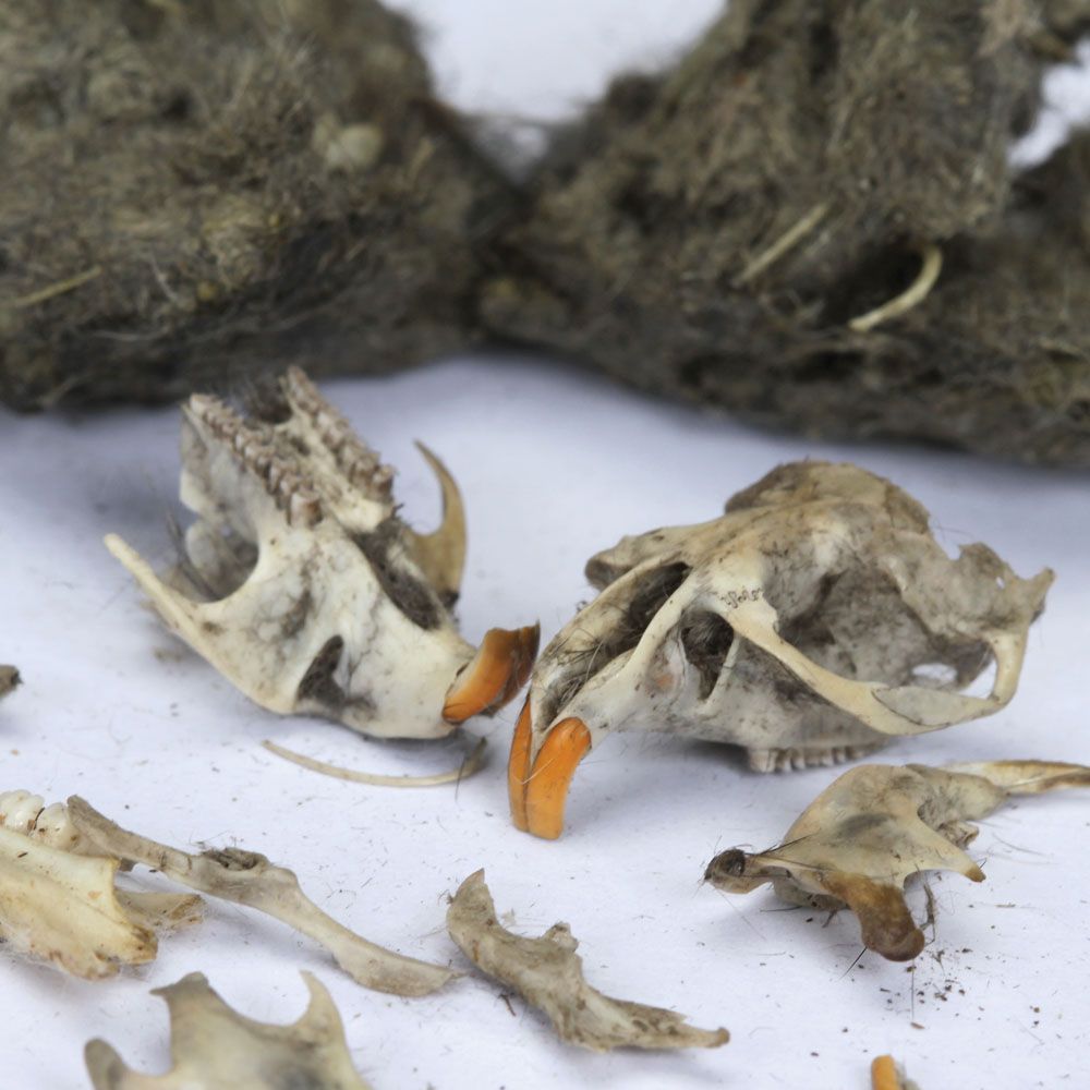 An owl pellet reveals what
