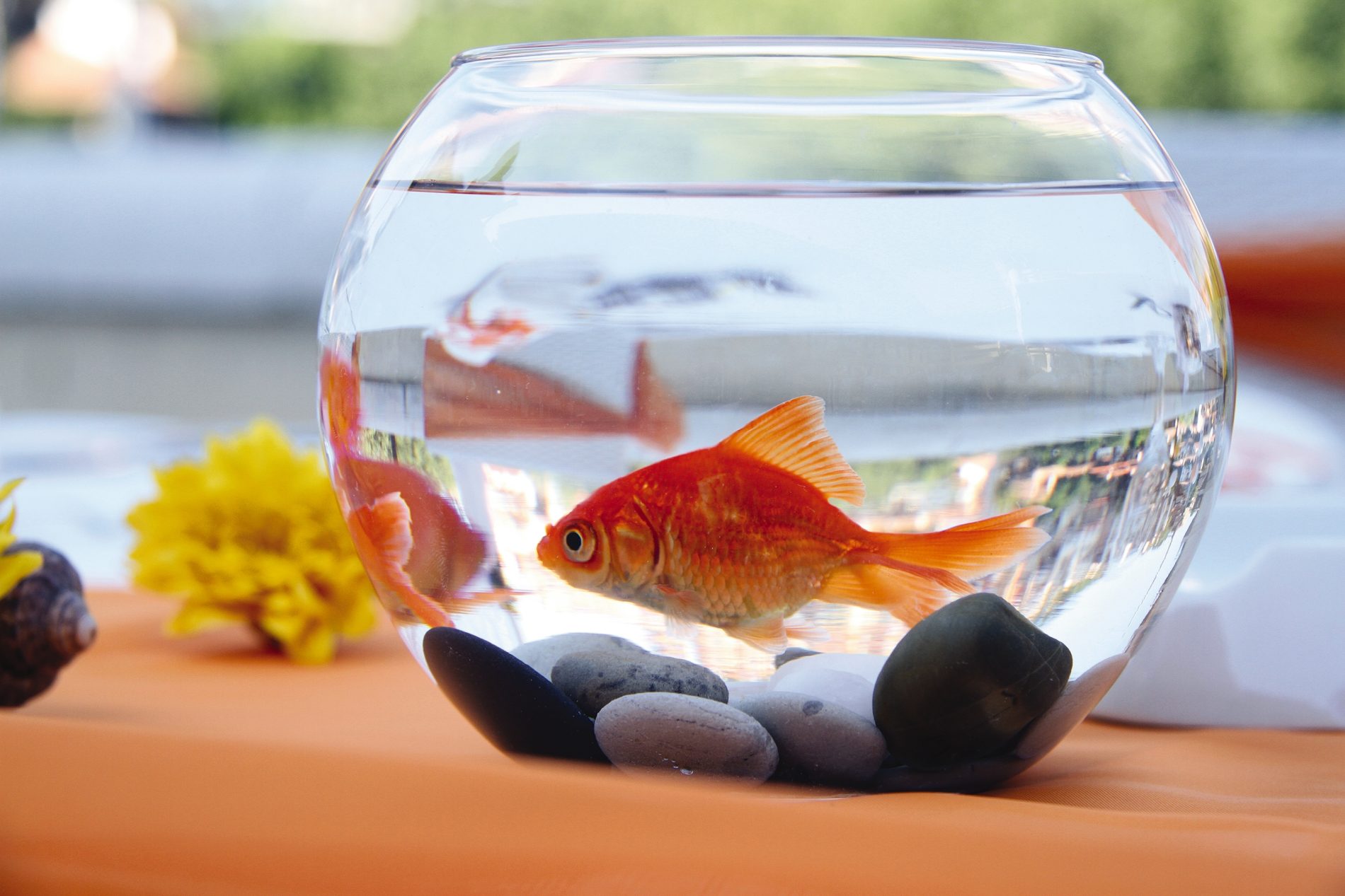 A fish visits the beach during summer break.