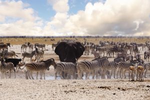 African wildlife enjoy a water source