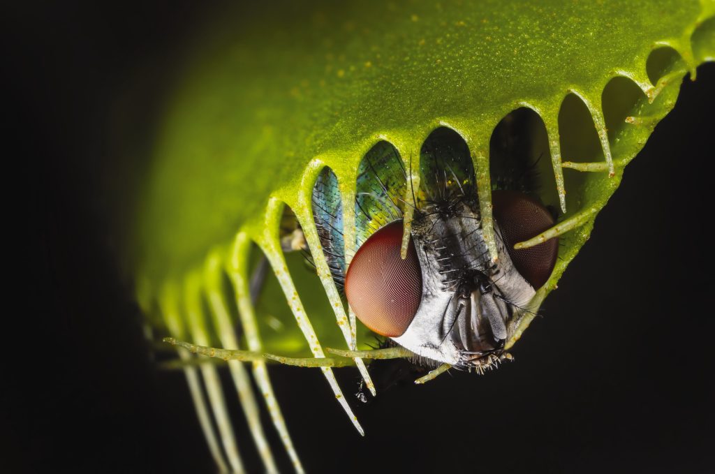 Venus flytrap - dionaea muscipula with trapped fly