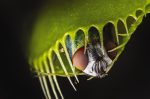 Venus flytrap - dionaea muscipula with trapped fly