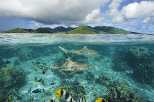Underwater scene