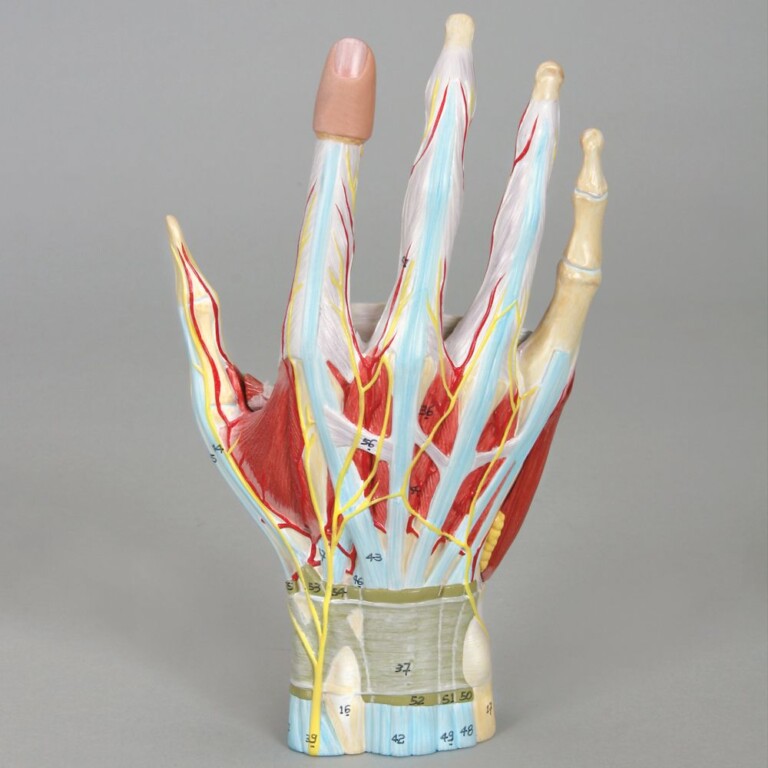 Flex and Extend: Modeling a Human Hand - Carolina Knowledge Center