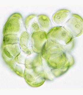 algae
