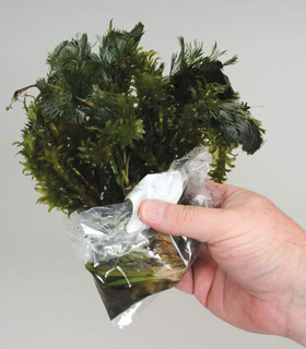 aquatic-image2