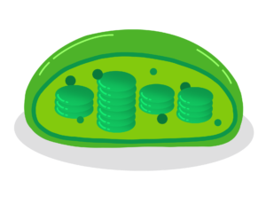chloroplasts-6258213_1920
