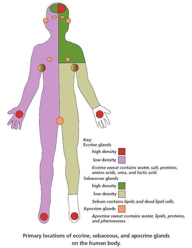 gland man illustration