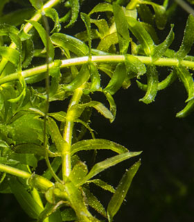 lc-elodea