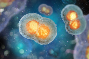 mitosis
