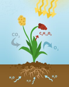 photosynthesis-3498260_1920
