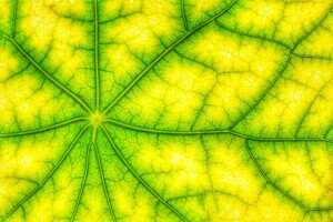 photosynthesis-4543260_1920
