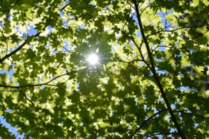 sun-5169796_1920