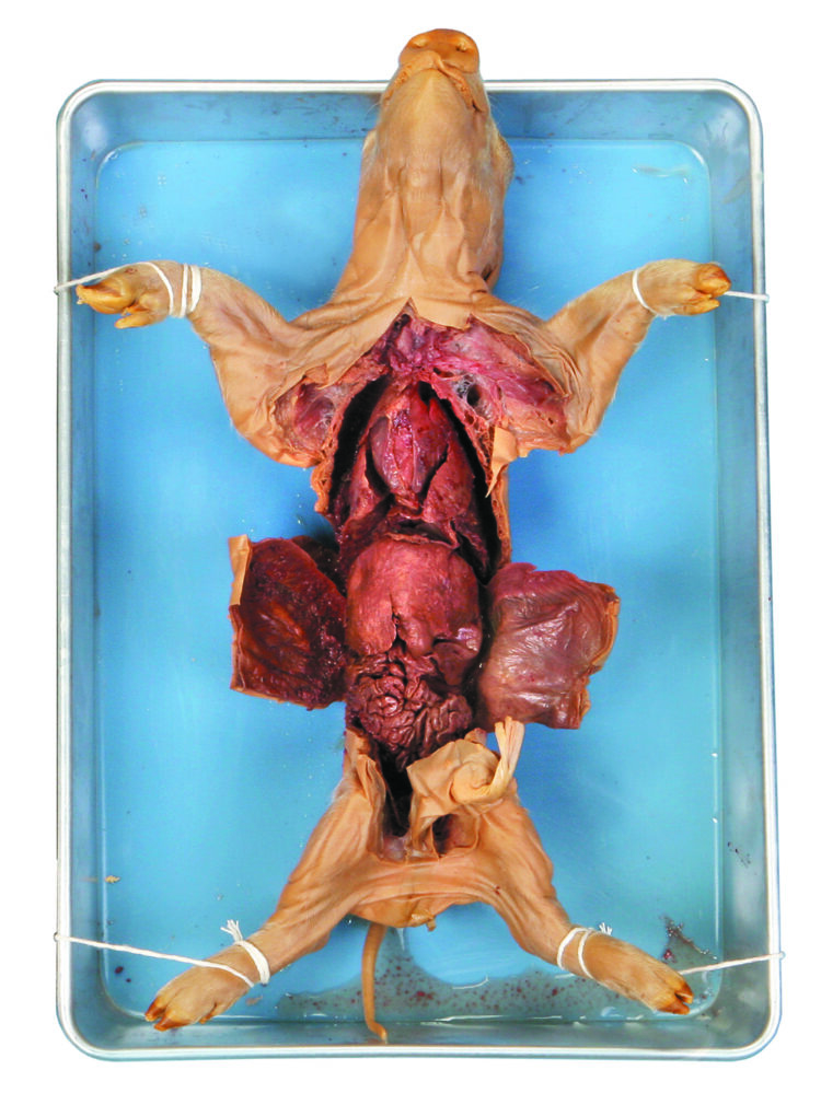 preserved pig