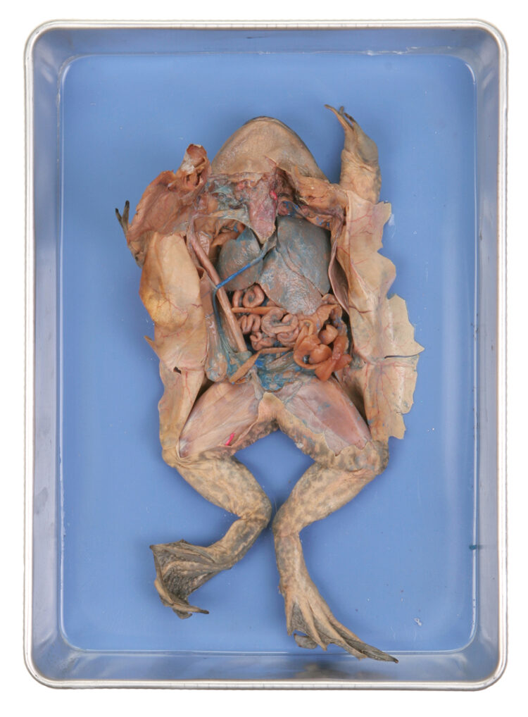 preserved frog