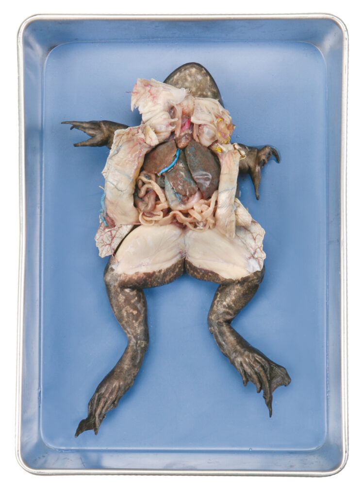 perfect solution frog