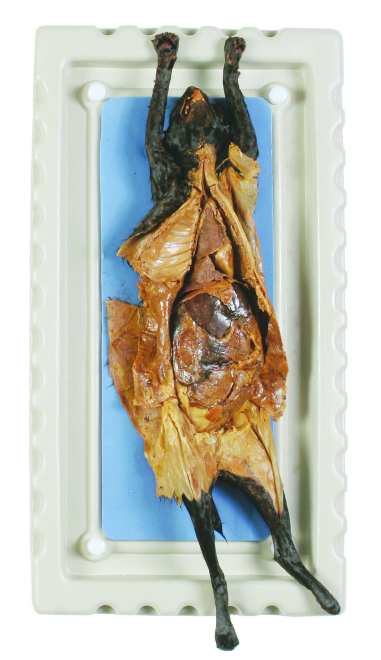 preserved cat