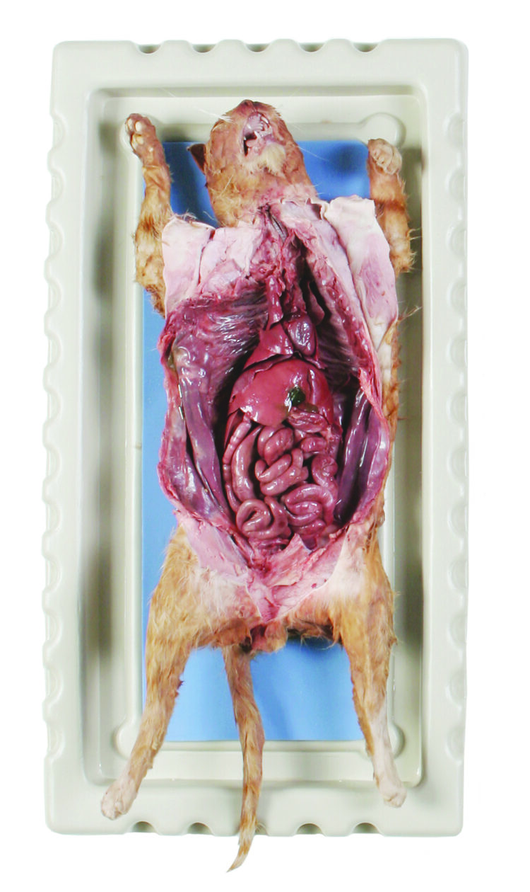 perfect solution cat