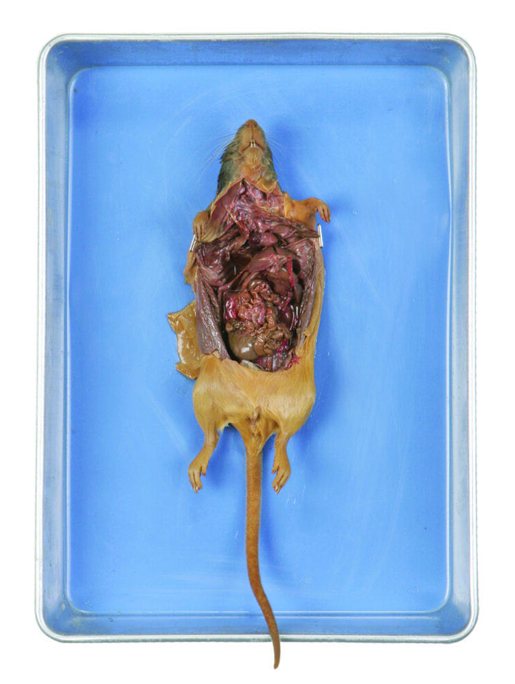 preserved rat