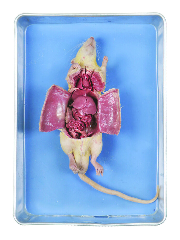 perfect solution rat