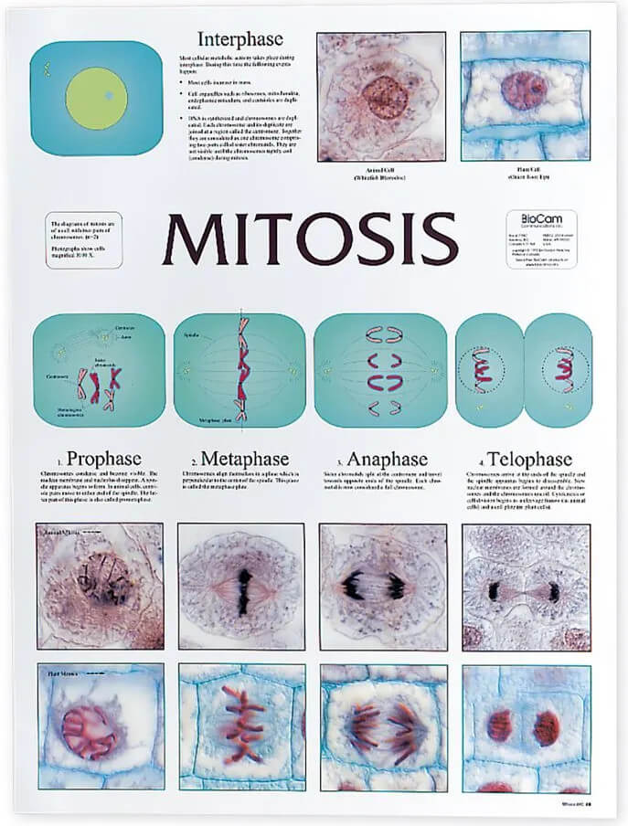 Mitosis Chart