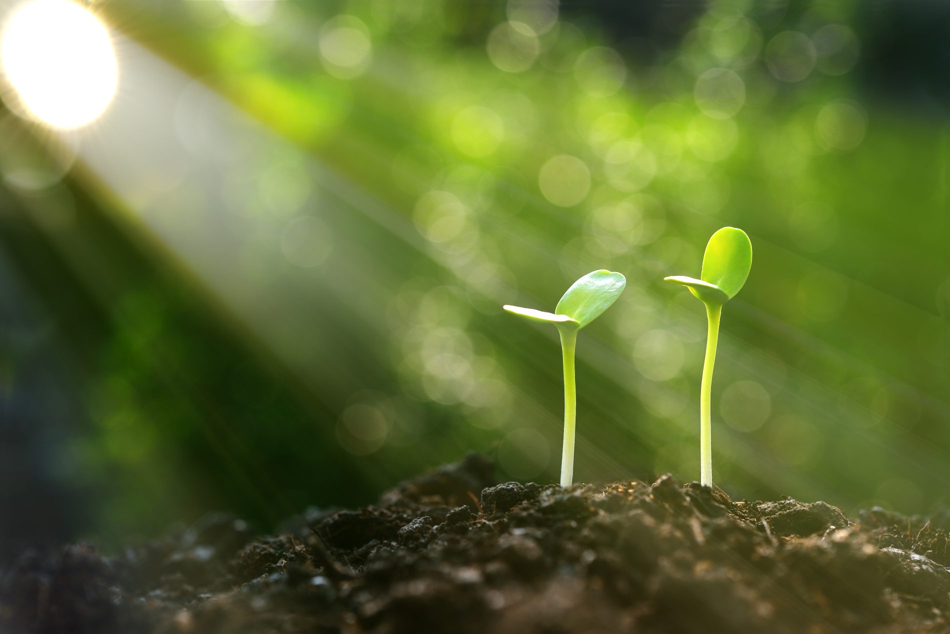 new plants emerge from the ground