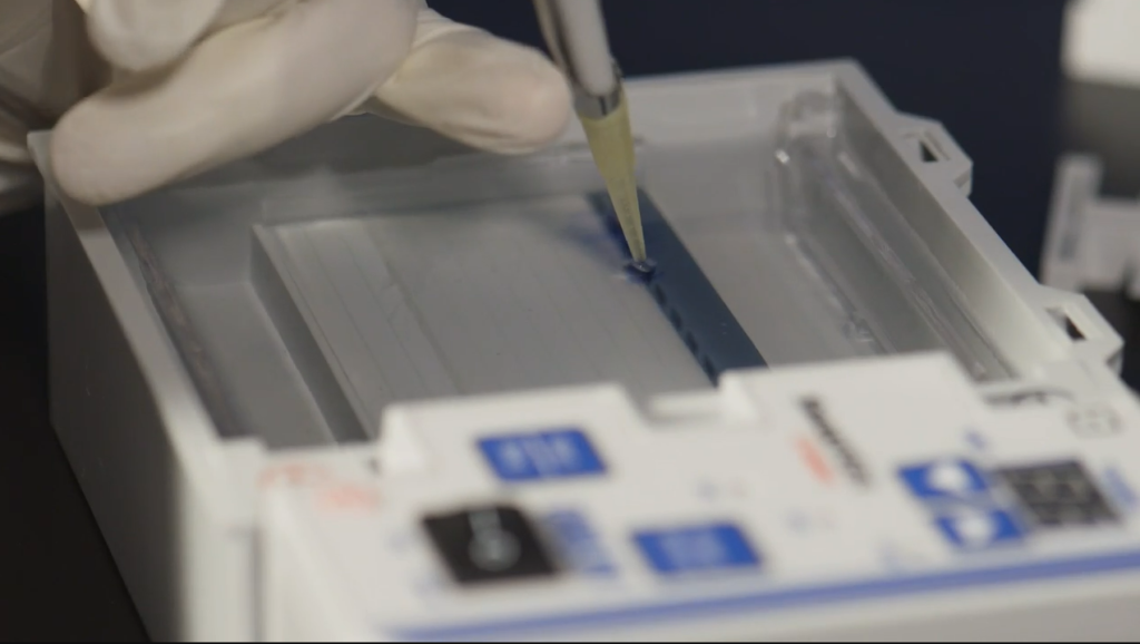A student loads DNA into an agarose gel.