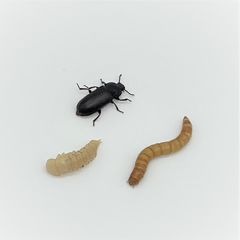 Mealworms and Superworms in the News Carolina Knowledge Center