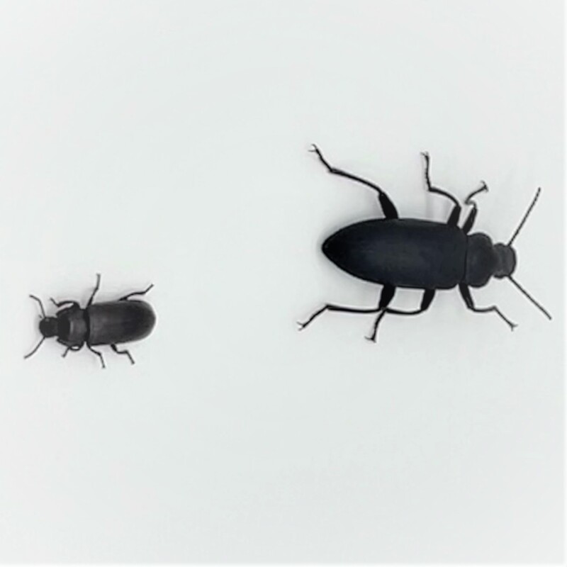 Mealworms and Superworms in the News Carolina Knowledge Center