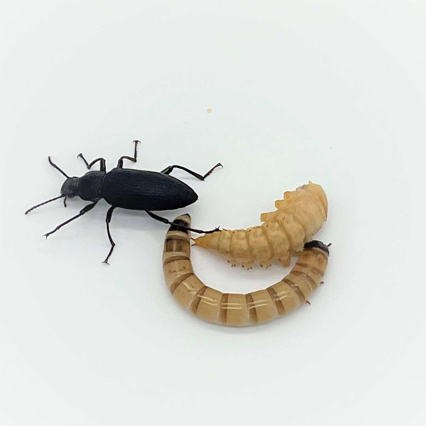 Mealworms and Superworms in the News Carolina Knowledge Center