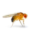 drosophila