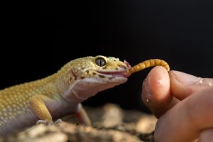 A gecko eats a meal worm