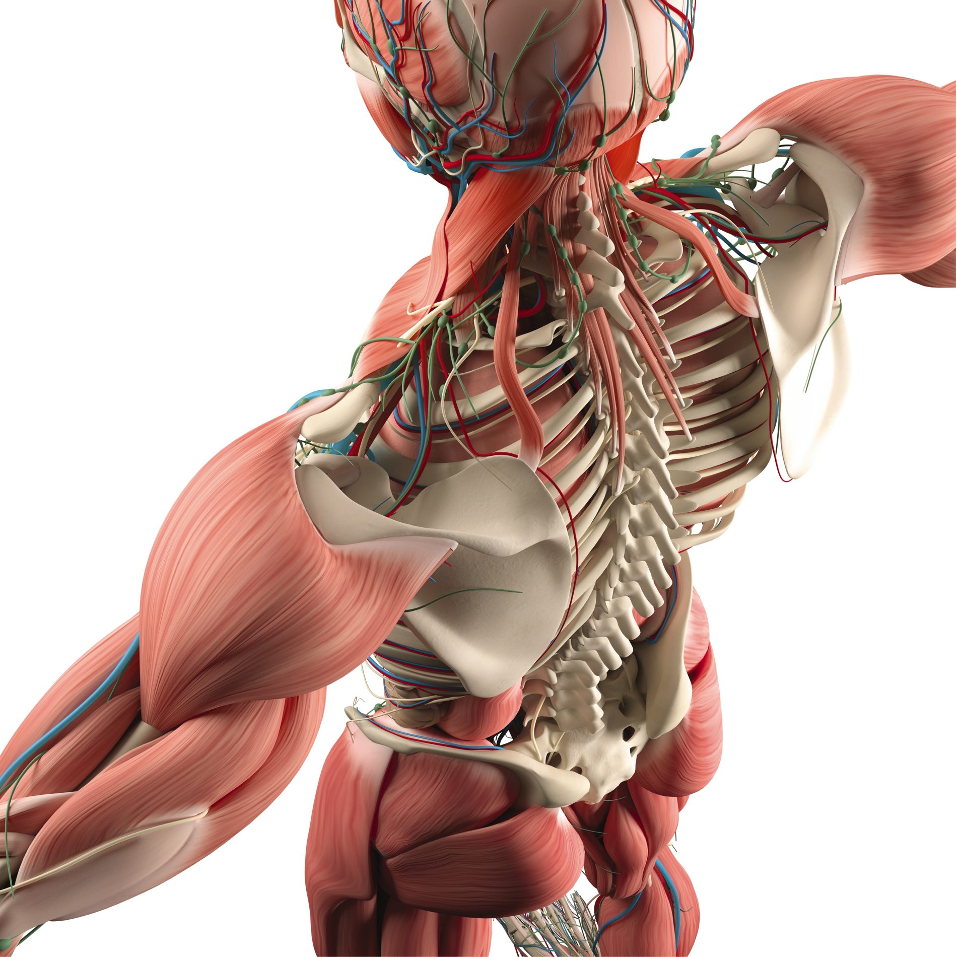 anatomical model