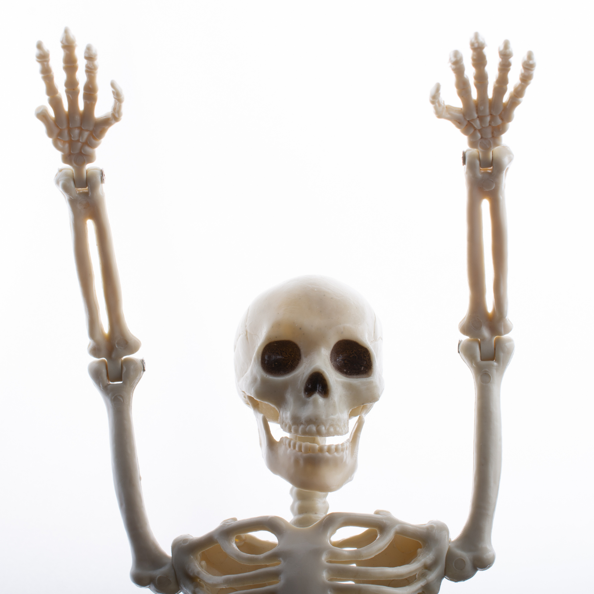 Human skeleton model