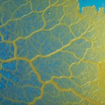 Physarum polycephalum