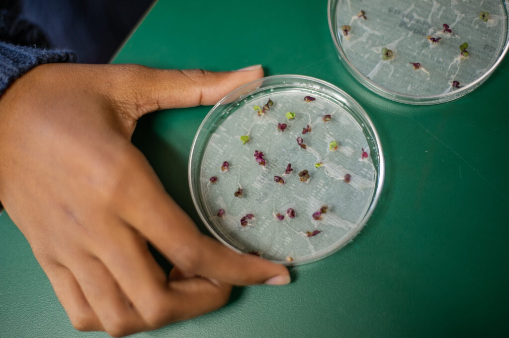 Fast plants in a petri dish