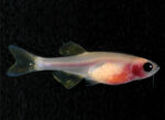 Casper Fish