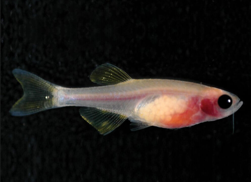 Casper Fish