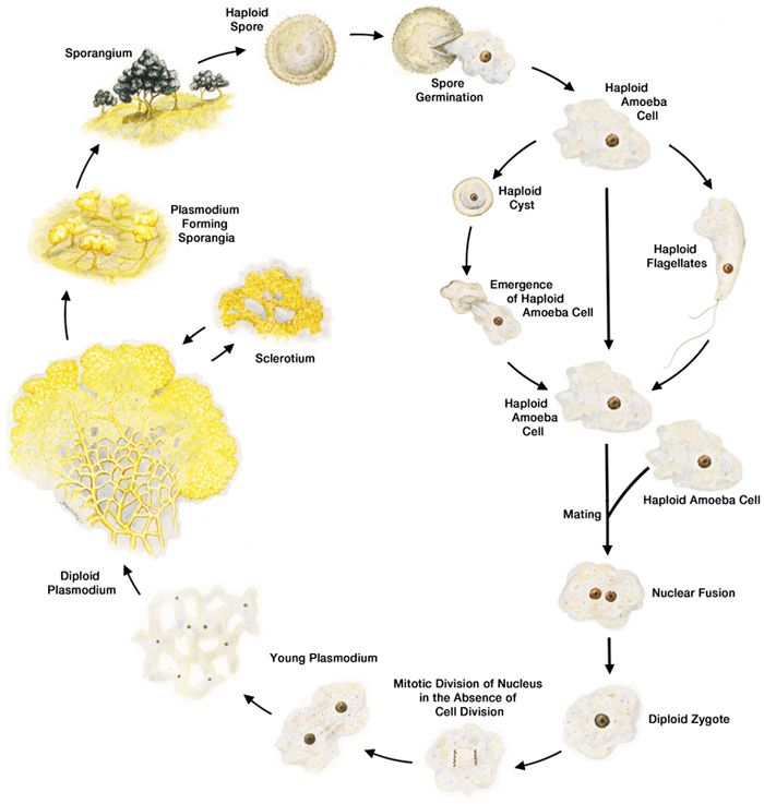 During its life cycle, Physarum polycephalum transitions into different forms, some of them haploid, others diploid, and some designed to protect the organism under harsh conditions. The organism’s transition from one form to another is most often triggered by the conditions of its environment, including the presence or absence of other Physarum.