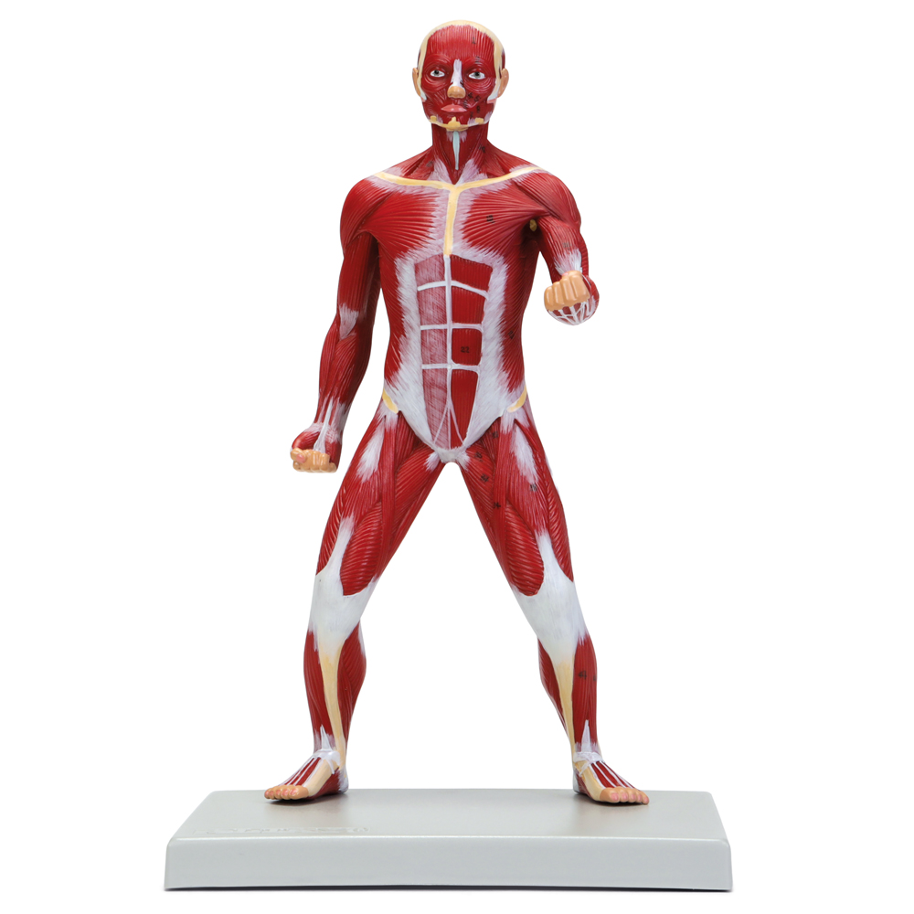 About 1/4× life size and compact, this model is a highly detailed human figure that gives an excellent overview of superficial musculature. All muscles are positioned and sized to correct scale. 