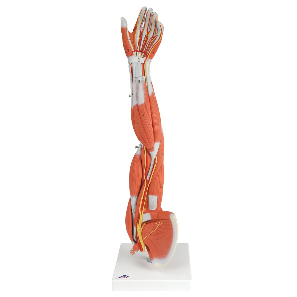 About 3/4× life size, this high-quality muscled arm model illustrates both the superficial and deeper muscles, 5 of which are removable. Tendons, vessels, nerves, and bone components of the left arm and shoulder are shown in great detail.