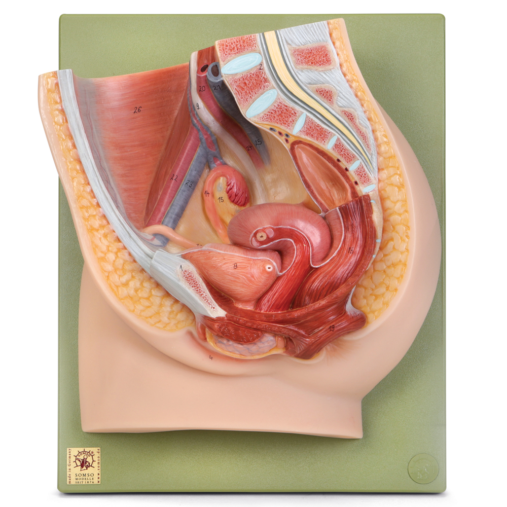 This life size model depicts the right half of the pelvis showing female reproductive organs. The left side of the bladder, uterus, rectum, and ovary are removable.