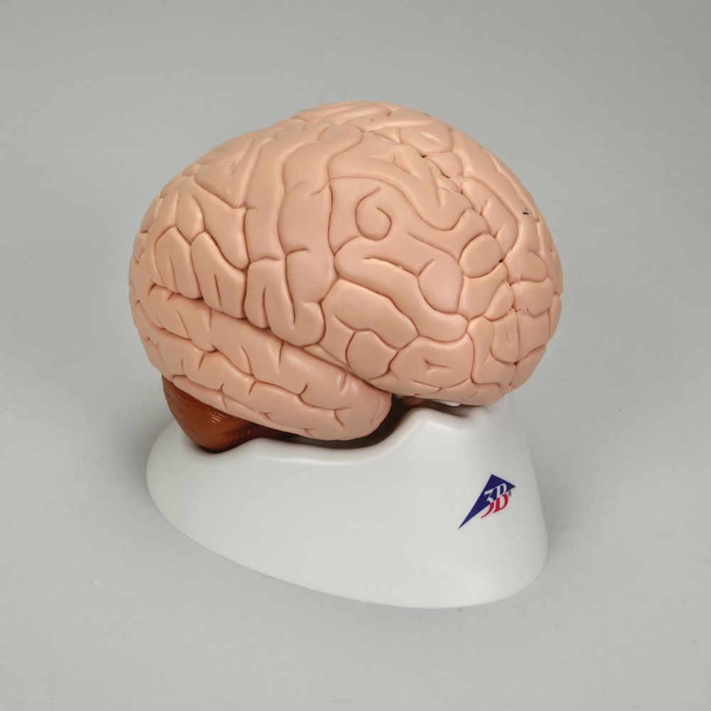 This brain model is life size, dissectible into 2 parts, and shows the median section.