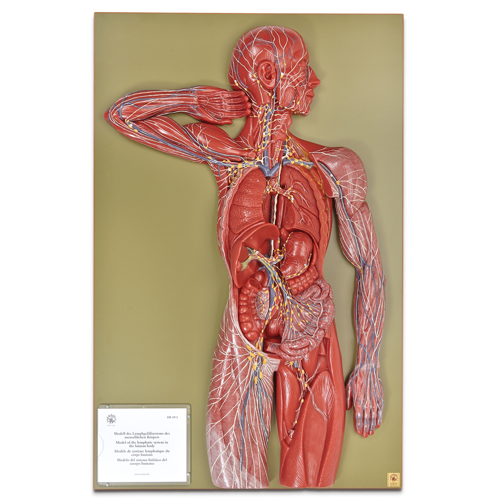 This 2/3× life size, 1-part relief model depicts the human lymphatic system with utmost accuracy and shows lymphatic vessels, ducts, and lymph nodes.
